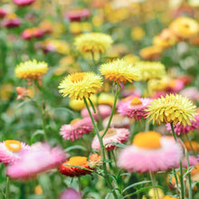 Load image into Gallery viewer, Grow Everlasting Daisies
