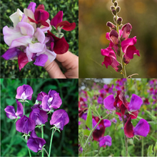 Load image into Gallery viewer, Grow Sweet Peas
