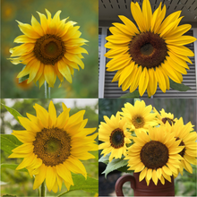 Load image into Gallery viewer, Grow Sunflowers
